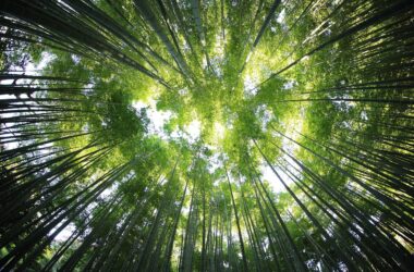 The prospects for transition to a low-carbon economy in Poland