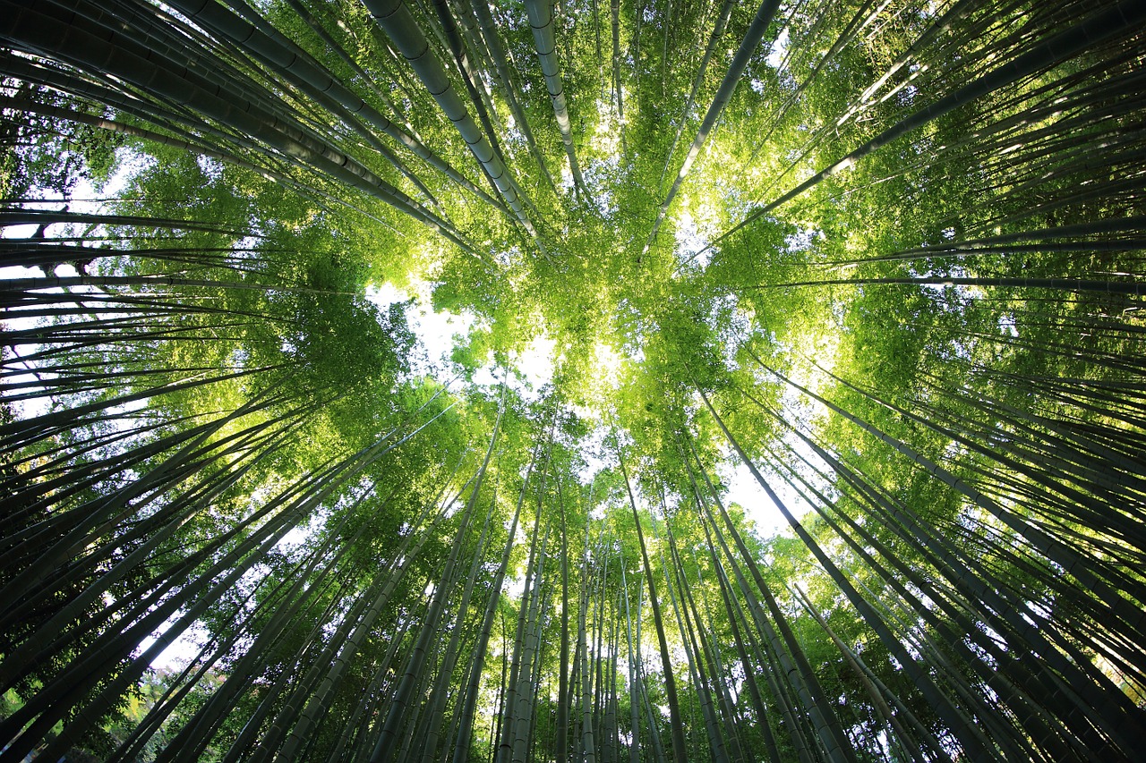 trees-918672_1280