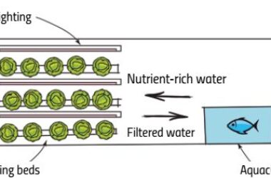 Circular food production in the city. New insight written by WiseEuropa experts