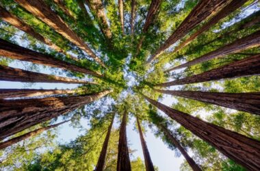 New European research-backed programme aims to increase sustainable forestry